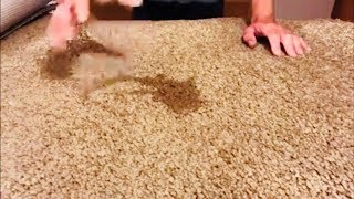 Why do carpet stains reappear after cleaning [upl. by Alpers]