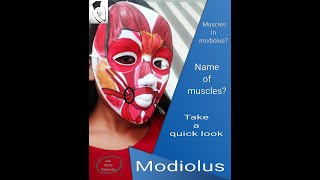 Modiolus  muscles in modiolus [upl. by Ifill811]