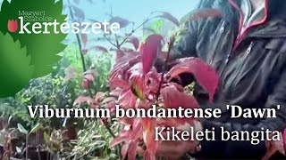 Viburnum bodnantense Dawn – Kikeleti bangita [upl. by Nerin715]