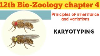 12th biozoology chapter4 Principles Of Inheritance And Variation KARYOTYPING [upl. by Athenian]