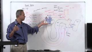 Renal System GFR Glomerular Filtration Rate 814 [upl. by Cassella]