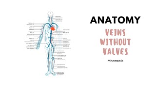 Veins without valves  Anatomy mnemonic [upl. by Cully]