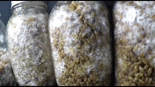 Oyster Mushroom Mycelium Timelapse [upl. by Lengel]