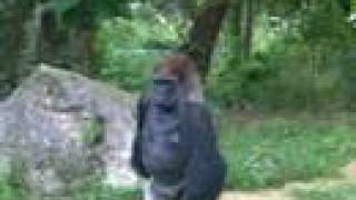 Gorilla Walks Like A Man [upl. by Grant]