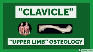 Clavicle  Osteology of Upper Limb  Clavicle Bone Anatomy  Anatomy Lectures [upl. by Urias]