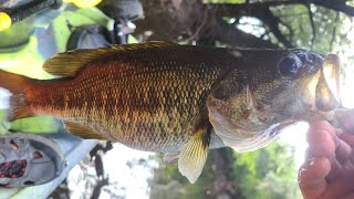 Fishing for Suwanee Bass in Valdosta GA [upl. by Boehmer]