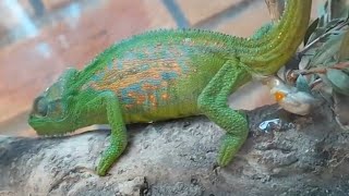 Chameleon Gives Birth to 14 Babies  1066647 [upl. by Tara]