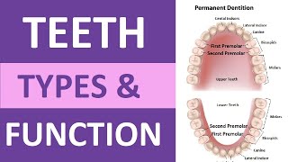 Types of Teeth and Their Functions Incisors Cuspids Bicuspids Molars  Teeth Anatomy [upl. by Eelloh429]