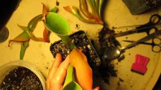 How I Divide Heliamphora [upl. by Karine]