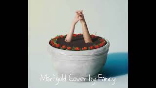 Marigold Cover by Fancy [upl. by Arammahs]