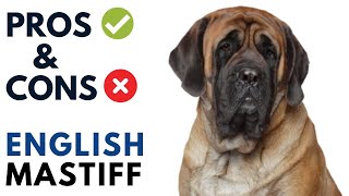 English Mastiff Pros and Cons  English Mastiff Advantages and Disadvantages [upl. by Iad]