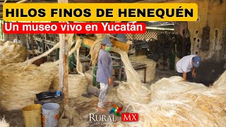 ¡El henequén sigue vivo Visitamos Hilos Finos Yucatecos [upl. by Lac817]