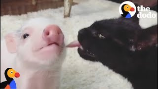 Rescue Piglet Raised by Cats  The Dodo [upl. by Abbotsun]