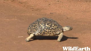 WildEarth  Sunrise Safari  24 January 2024 [upl. by Nnylrac548]