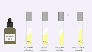 Nitrate reduction test [upl. by Atnuhs146]