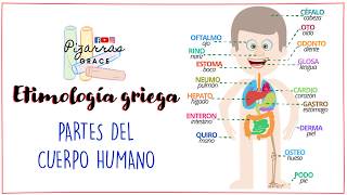 ETIMOLOGÍA GRIEGA Partes del cuerpo humano [upl. by Eah454]