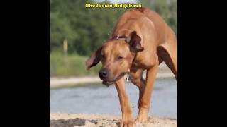 Rhodesian Ridgeback  Best Guard Dog Breed youtubeshorts youtube ytshorts [upl. by Barnett]