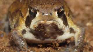 Bushveld Rain Frog feeding [upl. by Lalise]