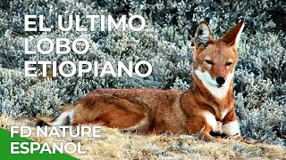 El Último Lobo Etiopiano  Free Documentary Nature  Español [upl. by Edda190]