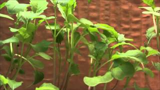 Fastgrowing Brassica plant time lapse [upl. by Ittap]