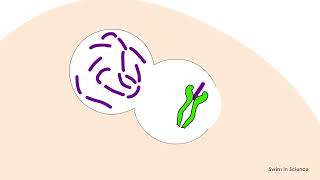 Antigen processing and presentationEndocytic pathwayExogenous pathway [upl. by Girardi]