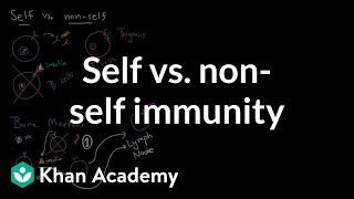 Self vs nonself immunity  Immune system physiology  NCLEXRN  Khan Academy [upl. by Kane644]