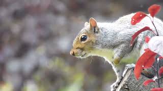 Squirrel Stare [upl. by Laurice]