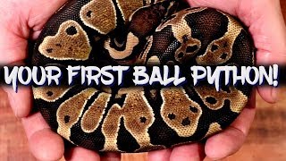 Things to consider when buying your first ball python [upl. by Tabbie]