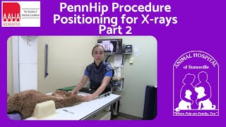 PennHip Procedure Part 2  Positioning for X rays [upl. by Aloibaf]