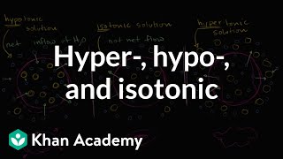 Hypotonic isotonic and hypertonic solutions tonicity  Khan Academy [upl. by Ettigdirb774]