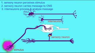 SPINAL CORD IPSILATERAL REFLEX [upl. by Arsi8]