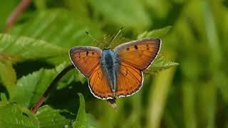 lycaena alciphron  butterflies of Greece [upl. by Koblick]