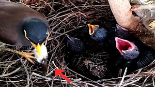 Common myna Birds bite very large baby fecesBird life Nest [upl. by Schuster]