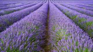 A focus on English Lavender All you need to know about Lavandula angustifolia [upl. by Atibat178]