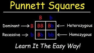 Punnett Squares  Basic Introduction [upl. by Haronid]