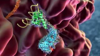 SRP  Signal Recognition Particle binds nascent peptide from ribosome [upl. by Anderer875]