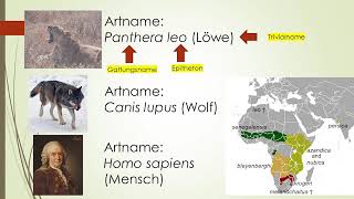 Phylogenetische Systematik Teil 1 Taxonomie Systematik Carl von Linne with english subtitles [upl. by Ellie]