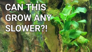 Anubias Care Guide  The Best Beginner Plant [upl. by Ermentrude]