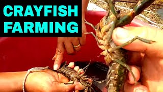 Breeding CRAYFISH Successfully In Tanks amp Ponds Home SetUp [upl. by Philemol]