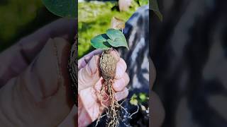 Dioscorea elephantipes 🌱 fromseed gardeninglife houseplantsplantcommunity greenhouse garden [upl. by Lobel]