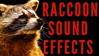 WHAT DOES RACCOON SOUND LIKE  Raccoon Sound Effects  maktubytv [upl. by Ttreve885]