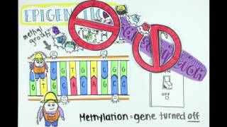 Epigenetics Methylation Acetylation and ncRNA FULL VERSION [upl. by Nnayllehs522]