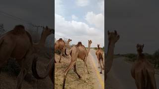 Camels Running Funny Short 🐫🐫 camellife camel [upl. by Frederick983]