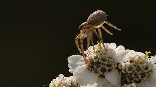 In the Sky quotballooningquot or quotfloatingquot webs made by young migrating spiders [upl. by Lias]