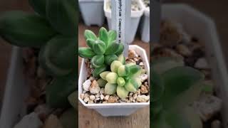 pachyphytum Compactum Variegado music shortsviral plants flowers garden echeverias plantas [upl. by Retxab]