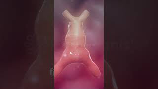 Incredible Heart formation 1st Heartbeat💖  Heart Embryology 3D heart pregnancy baby animation [upl. by Subir944]