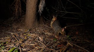 Brushtailed Possum female comes to feed Joey jumps on her back slowmotion [upl. by Eah]