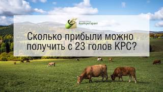 Чистая прибыль с откорма КРС РАСЧЕТ [upl. by Hoye]