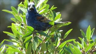 Blue Grosbeak  Malibu Creek State Park  June 13 2016 [upl. by Regor]