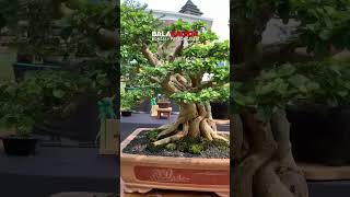 Bonsai Sisir Maclura Cochinchinensis Ukuran Medium bonsaitree balakacida shorts short [upl. by Nanahs209]